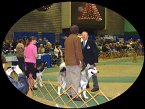Image of Zeus and Grip in the show ring with the judge