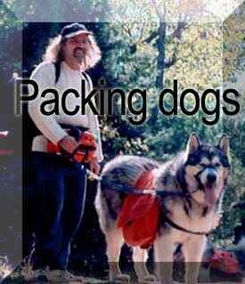 AMHL pack dog